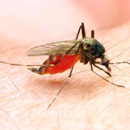 anopeheles-mosquito